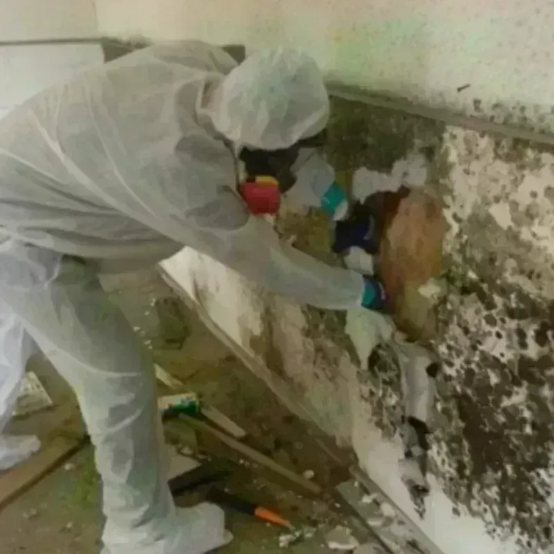 Best Mold Remediation and Removal Service in Vicksburg, MI